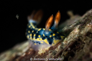 Hypselodoris infucata_March 2025
CanonRF100,1/200,f18,is... by Antonio Venturelli 